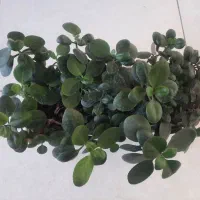 گل طبیعی پر و سرحال|گل و گیاه طبیعی|پردیس, فاز ۸|دیوار