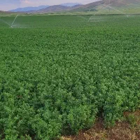 یونجه