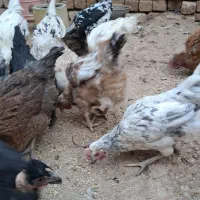 مرغ خروس گلین اصل درجه یک|حیوانات مزرعه|برخوار, |دیوار