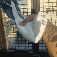 کفتر پرشی|پرنده|تهران, بهمن یار|دیوار