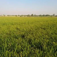 برنج تولکی شوشتر شلتوک|خوردنی و آشامیدنی|امیدیه, |دیوار