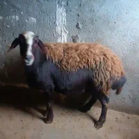 میش ابستن بره بز قوچ