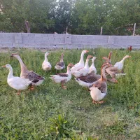 غازهای محلی طبیعی چاق و پروار و گوشتی بسیار لذیذ|حیوانات مزرعه|مشگین شهر, |دیوار