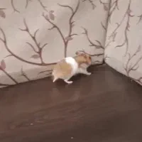 همستر ماده همراه با قفس|موش و خرگوش|فردیس, سرحدی|دیوار