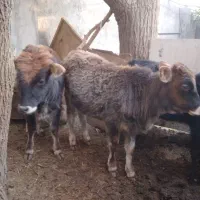 ۶عدد گوساله ماده ویک  گاو محلی ۷ماه آبستن|حیوانات مزرعه|قنوات, |دیوار