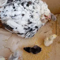 فروش تخم مرغ گلین خالص و فول کیفیت|حیوانات مزرعه|کازرون, |دیوار