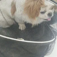 سگ پیدا شده