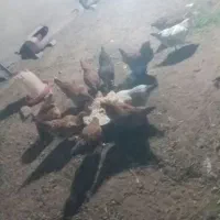 مرغ محلی|حیوانات مزرعه|مرند, |دیوار