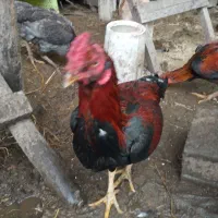 خروس محلی و بوقلمون