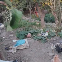 خروس گلین