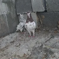 کبوتر یال سرخ گلدار و یال قهوه‌ای گلدار