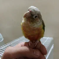 گرینچیک|پرنده|تربت‌حیدریه, منظر|دیوار