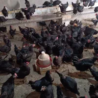 تخم مرغ نطفه دار از مرغ و خروس سیاه|حیوانات مزرعه|تهران, ترمینال جنوب|دیوار