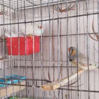 جفت فنج سوپر کینگ|پرنده|مرودشت, ابوذر شمالی‎|دیوار