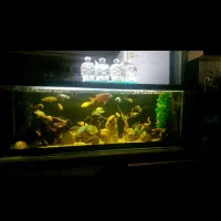 آکواریم. ماهی