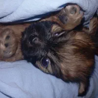 سگ بامزه|سگ|بندر انزلی, لیچارگی حسن رود|دیوار