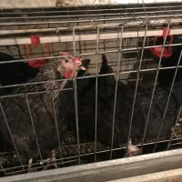 مرغ محلی تخمگذار اصلاح نژاد شده گلپایگانی