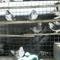 چند جفت مایه کبوتر|پرنده|تهران, تهرانپارس غربی|دیوار