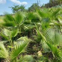 تعداد 200 عدد پالم داخل زمین به فروش میرسد|گل و گیاه طبیعی|واجارگاه, |دیوار