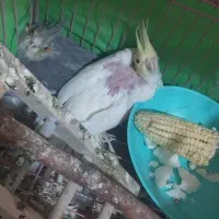 عروس هلندی با جوجه|پرنده|محمدیه-قزوین, |دیوار