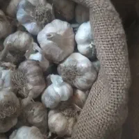 سیر مغان