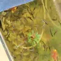 اکواریوم وماهی گوپی مولد بلک فسفری ۷رنگ|ماهی|فردیس, شهرک شهید حسینی|دیوار