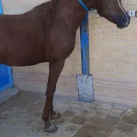 نریان عرب یکسر