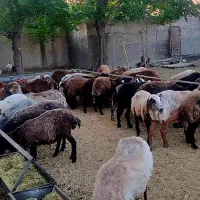 فروش گوسفند|حیوانات مزرعه|تهران, حسن‌آباد|دیوار