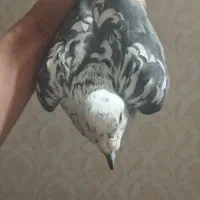 کفتر|پرنده|مشهد, هفت تیر (نه دره)|دیوار