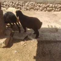 بره|حیوانات مزرعه|داراب, |دیوار