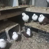 کبوتر رنگه و کلاغ کربلایی