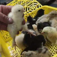 تخم نطفه دار|حیوانات مزرعه|خمینیشهر, |دیوار