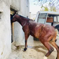 اسب فروشی|اسب و تجهیزات اسبسواری|بانه, |دیوار