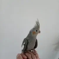 دو عدد عروس هلندی دستی و سالم|پرنده|نیشابور, ابراهیم ادهم|دیوار