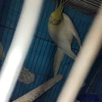 عروس هلندی ماده لوتینو با تخم|پرنده|زاهدان, |دیوار