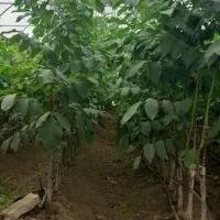 فروش نهال گردو پیوندی