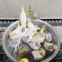 عروس آلبینو|پرنده|فسا, |دیوار