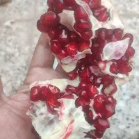 انار اصل عقدا دانه سیاه|خوردنی و آشامیدنی|عقدا, |دیوار