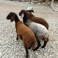 بره افشاری پرواری و کشتاری و نذری (گوسفند)