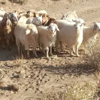 ۱۸ راس بز وگیسه آبستن نژاد راینی کورکی