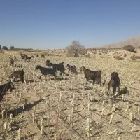 بز داشتی جوان