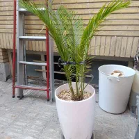 دو عدد گلدان خالی و دو عدد گلدان با گل