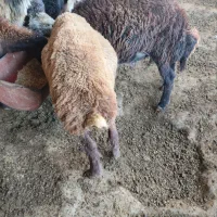 ۳تا نر کیلو نیستن|حیوانات مزرعه|گرگان, |دیوار