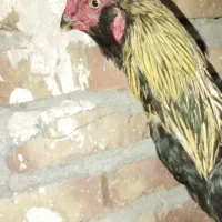 سلام دوستان دوجفت مرغ عشق باقفسو مرغ و خروس|پرنده|ایرانشهر, |دیوار