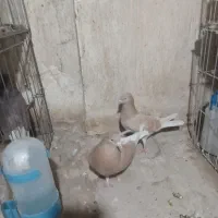 کبوتر پرشی اصیل به شرط