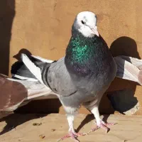 کبوترای اصیل قیمت تو متن نوشتم بخانید تشکر|پرنده|هشتگرد, شهرک اداری|دیوار