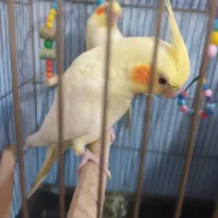 عروس هلندی لوتینو معاوضه با قناری نر زرد