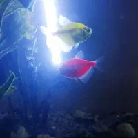 ماهی کالرویدو