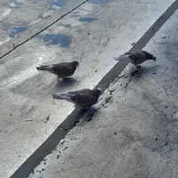 کبوتر|پرنده|جوکار, |دیوار