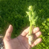 نشا کرفس بادمجان فلفل دلمه هندوانه کلم و...|خدمات باغبانی و درختکاری|دزفول, |دیوار